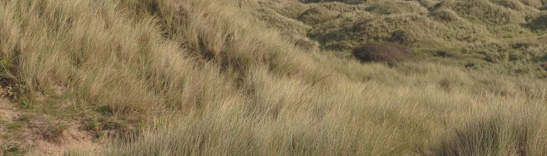 Woolacombe to Braunton — South West Coast Path