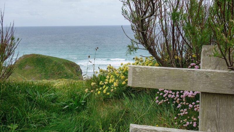 Sea thrift and kidney vetch flowering on the cliff top above an Atlantic surf beach